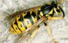 Avispas y abejas, la otra cara del verano