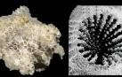 Imagen del Coral Astrangia.