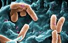 Escolares navarros, a la busca de nuevos antibióticos