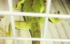 Policía Municipal recoge una iguana de un metro que deambulaba por Pamplona