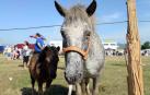 Una parcela municipal en el polígono de Agustinos ha vuelto a acoger la feria el 7 de julio, desde las 7 y hasta las 15 horas. 56 ganaderos han participado en la edición de 2018 de la feria de ganado equino de San Fermín con la presencia de más de 500 animales.