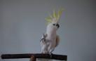 La cacatúa Snowball se ha hecho famosa en redes sociales por sus curiosos bailes