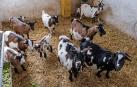 Varias cabras, en un corral.