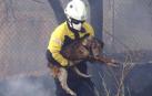 Un bombero evacúa a uno de los dos perros que sufrieron quemaduras.