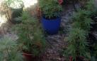 Descubre una plantación de marihuana al comprobar los daños de la riada en su casa