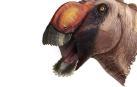 Identificada una extraña nueva especie de dinosaurio con pico de pato