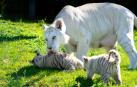 Las crías de tigre blanco de Sendaviva se llaman Zuri y Tristán