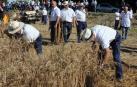 El 22 de julio las antiguas labores del campo volvieron a la vida durante la XIX Fiesta del mundo rural celebrada en Miranda de Arga. Vecinos y visitantes disfrutaron recordando o aprendiendo cómo se hacía la siega a mano o cómo se labraba con layas, además de ver en funcionamiento maquinaria antigua o trabajos con caballerías o bueyes.