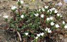 'Arenaria vitoriana', una especie navarra en peligro