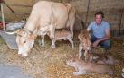 El insólito parto de una vaca en Lezaun