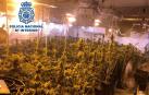 Dimite el teniente alcalde de El Valle (Granada) tras ser detenido por cultivar marihuana