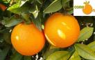 Naranjas