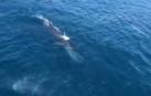 Avistan a cuatro ballenas rorcuales frente a la costa de Jávea