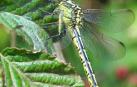 La libélula 'Gromphus graslinii', una especie navarra en peligro