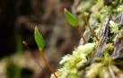 El musgo insecto o 'Buxbaumia viridis', una especie navarra en peligro