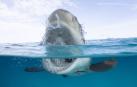 Rob Rigle convive con tiburones en la 'Shark Week' de Discovery Channel