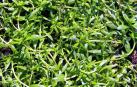 La planta acuática o 'Callitriche palustris', una especie navarra en peligro