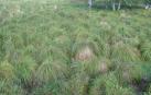 'Carex cespitosa', una especie navarra en peligro