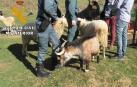 Recuperadas en Navarra tres cabras robadas durante los incendios de Portugal de 2017