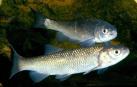 'Squalius laietanus', el bagre o cacho, una especie navarra en peligro