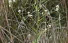 'Cochlearia glastifolia', una especie navarra en peligro