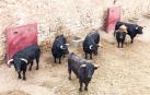Los toros de la ganadería de La Palmosilla, en la imagen, llegaron ayer por la mañana a los corrales del encierro.
