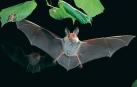Un ejemplar de murciélago ratonero, en pleno vuelo.