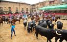 Larraga celebra la trashumancia