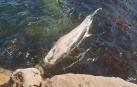Hallada muerta una ballena en una cala de San Cibrao (Lugo)