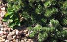 Un ejemplar de Draba hispanica en el Jardín Botánico de Denver (EE UU).