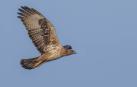 Un águila perdicera fotografiada en la Pakistán