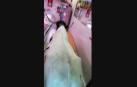 Un manso se cuela en una carnicería en Estella