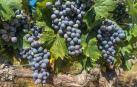 La cosecha del Rioja de 2019 apunta a ser muy buena en calidad