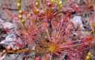 Un ejemplar de Drosera intermedia.