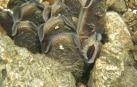 La almeja o mejillón de río, una especie navarra en peligro