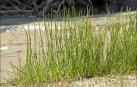 'Eleocharis austriaca', una especie navarra en peligro