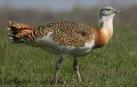 'Otis tarda', la avutarda común, una especie navarra en peligro