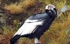 Ecuador considera prioritario evitar la extinción del cóndor andino en el país