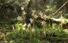 'Epipogium aphyllum' u orquídea fantasma, una especie navarra en peligro