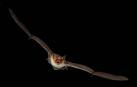 'Myotis blythii' o murciélago ratonero mediano, una especie navarra en peligro