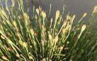 Imagen de varios ejemplares de 'Equisetum variegatum'.