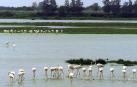 ¿Qué es el Espacio Natural de Doñana?