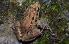 'Discoglossus jeanneae' o sapillo pintojo meridional, una especie navarra en peligro