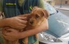 Denunciado por tirar un cachorro de perro al río desde un puente de Funes