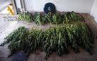 Incautan 10 plantas de marihuana sembradas en terreno público en Cintruénigo