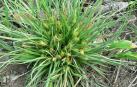 El 'Carex hordeistichos', una especie navarra en peligro