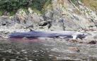 Muere una ballena de 16 metros varada en la costa asturiana