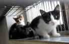 Fotos de algunos de los gatos que actualmente se encuentran en la Fundación Protectora de Animales de Pamplona, principales víctimas de la realidad del abandono y del maltrato, que generalmente se agudiza durante el mes de julio.