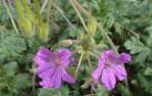 'Erodium daucoides', una especie navarra en peligro