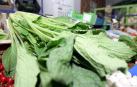 Ponen en marcha proyecto para mejorar la productividad de la borraja